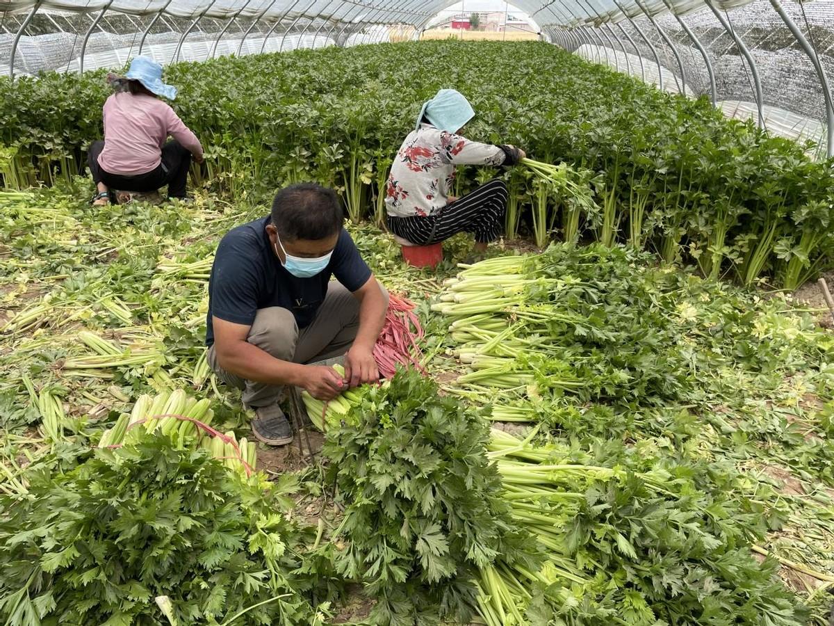 中牟芹菜价格最新价格：中牟芹菜行情速览