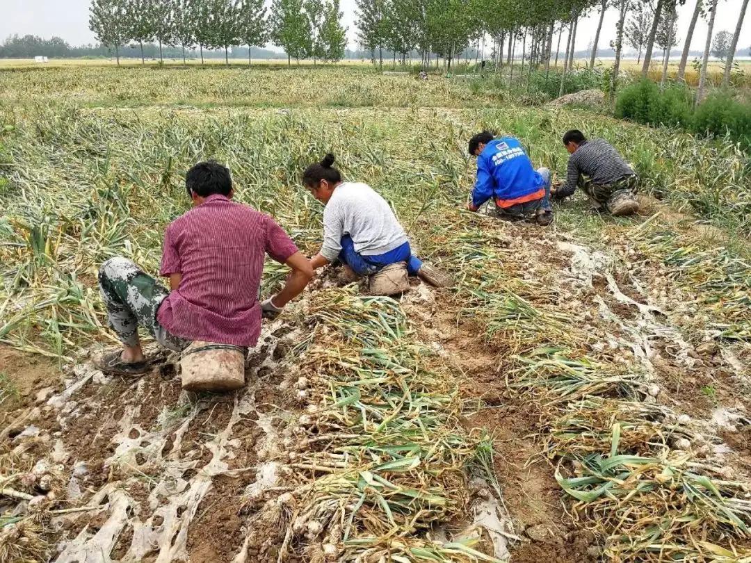 今天今乡大蒜最新价格，今日大蒜行情：今乡大蒜价格速览