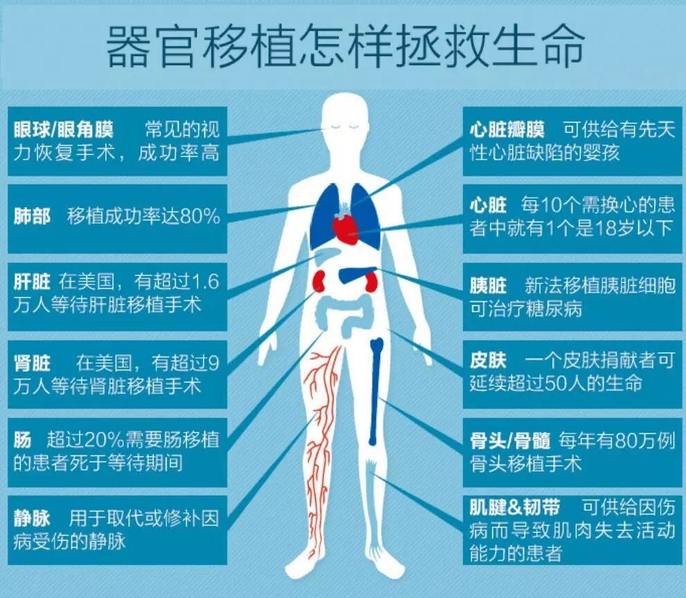 最新人体器官复制器｜人体器官再生技术前沿