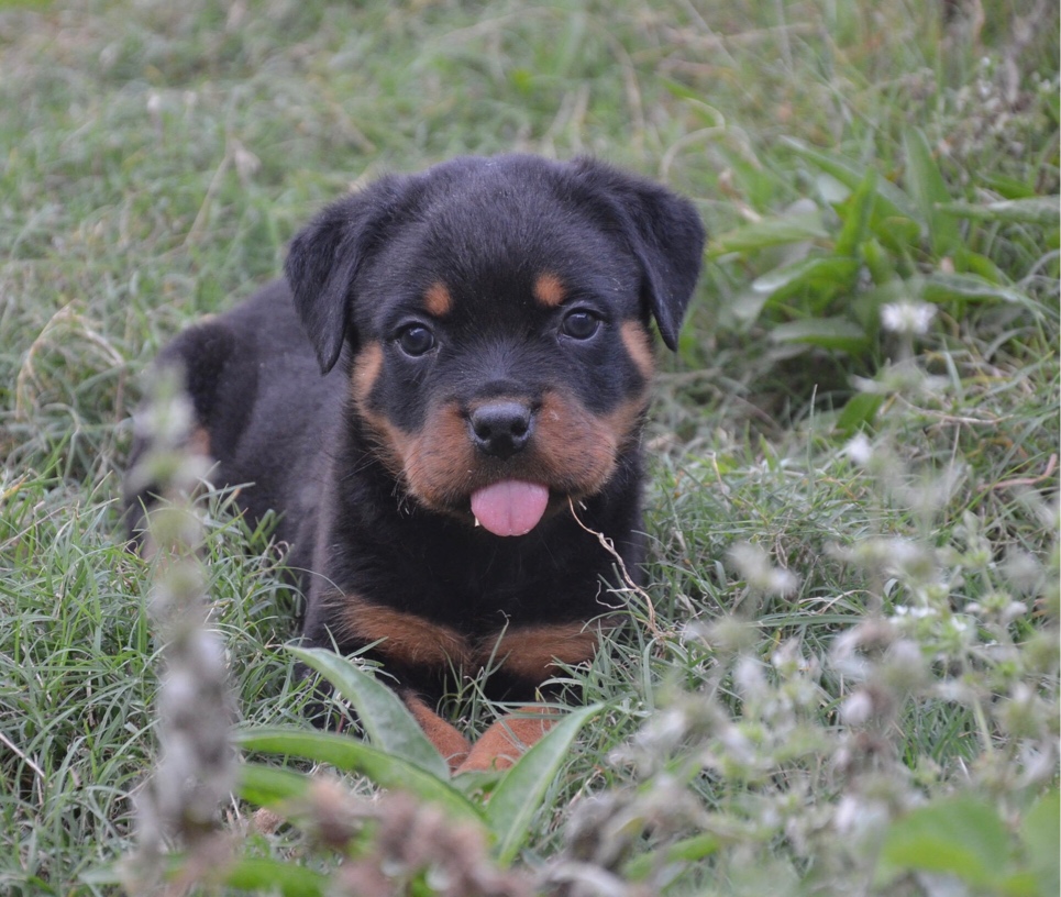 最新三平犬业种公｜最新引进三平犬种公犬展示