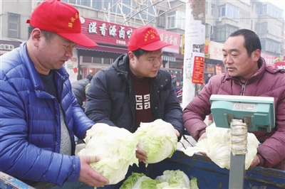 全国包菜市场价格动态报告