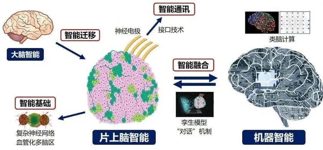 最新研发：脑控芯片提取技术揭秘