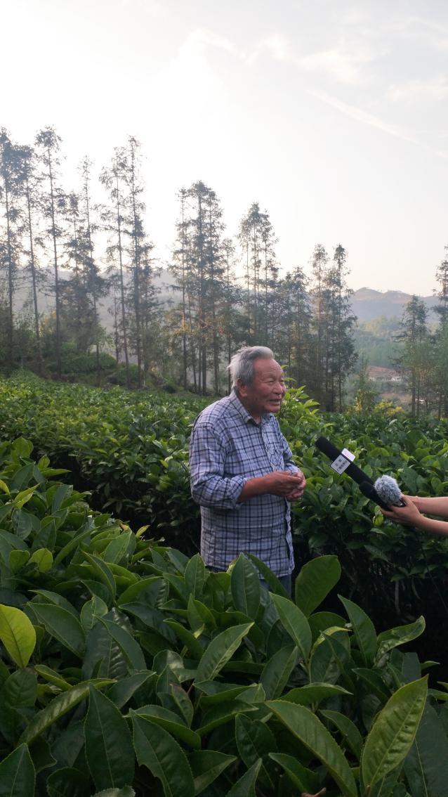 普洱茶乡迎来丰收，绿色生态美景再升级！